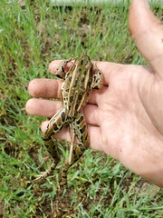 Lithobates pipiens