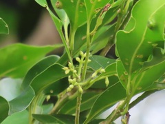 Chionanthus peglerae