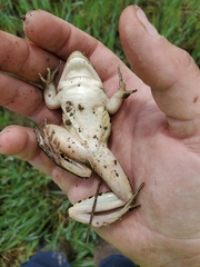Lithobates pipiens