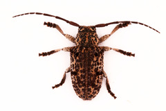 Dichostates lignarius