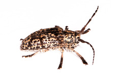 Dichostates lignarius