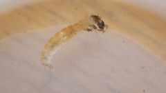 Glossosomatidae