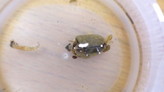 Glossosomatidae