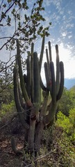 Trichocereus chiloensis chiloensis