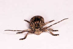 Dichostates lignarius