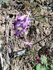 Corydalis edulis