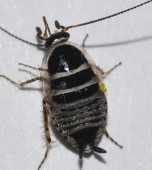 Phyllodromica