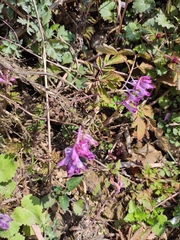 Corydalis edulis