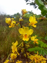Cyrtopodium flavum