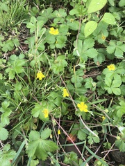 Potentilla canadensis