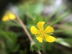 Potentilla canadensis