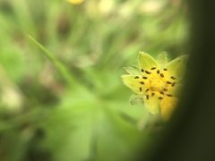 Potentilla canadensis