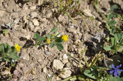Medicago minima