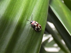 Omophoita simulans