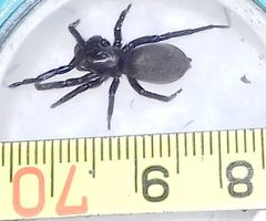 Gnaphosidae