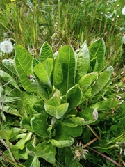 Hypochaeris maculata