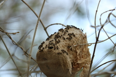 Polybia occidentalis bohemani