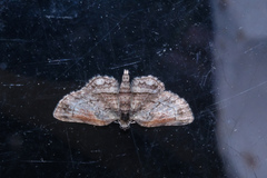 Axinoptera anticostalis