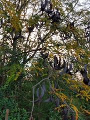 Gleditsia triacanthos