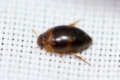 Suphisellus puncticollis