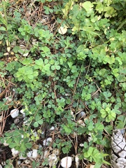 Trifolium dubium