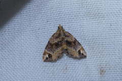 Chaetolopha incurvata