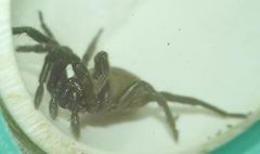 Gnaphosidae