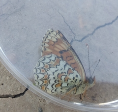 Melitaea pseudornata