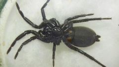 Gnaphosidae