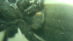 Gnaphosidae