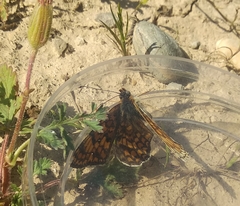 Melitaea pseudornata