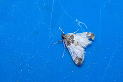 Analyta apicalis