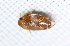 Suphisellus puncticollis