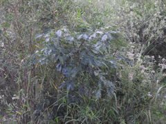 Albizia inundata