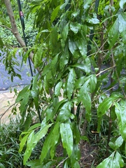 Punica granatum