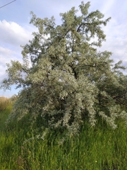 Elaeagnus angustifolia
