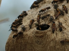 Polybia occidentalis bohemani