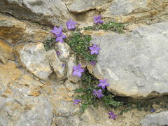 Campanula arvatica