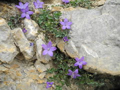 Campanula arvatica