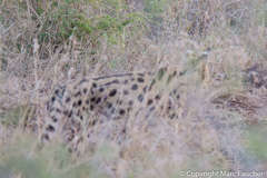 Leptailurus serval