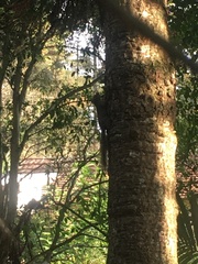 Sciurus aestuans ingrami