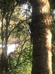 Sciurus aestuans ingrami