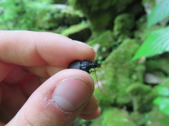 Sphaeroderus
