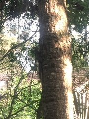 Sciurus aestuans ingrami