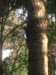 Sciurus aestuans ingrami