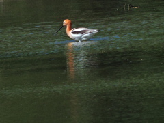 Recurvirostra americana