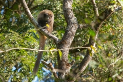 Callicebus nigrifrons