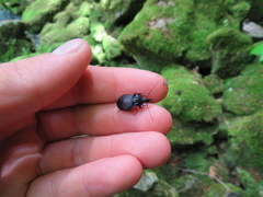 Sphaeroderus