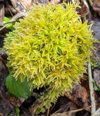 Eurhynchiastrum pulchellum