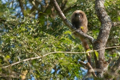 Callicebus nigrifrons